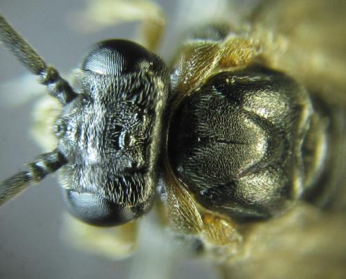 Réf. 249 762 : Pristiphora punctifrons