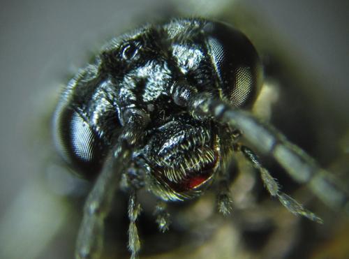 Réf. 249 816 : Monophadnus sp.