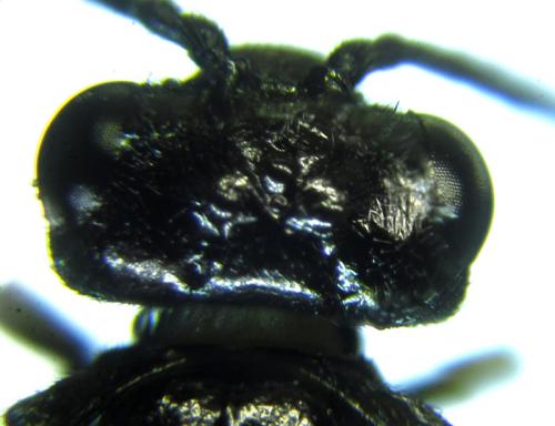 Réf. 249 832 : Monophadnus sp.