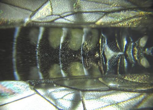 Réf. 249 976 : Empria pallimacula