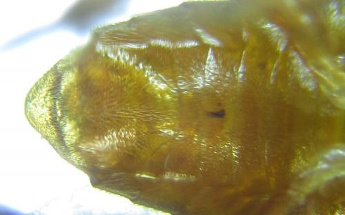 Réf. 249 011 : Euura gracilidentata