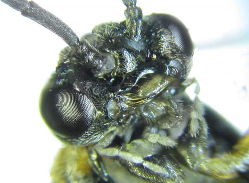 Réf. 249 313 : Pristiphora maesta