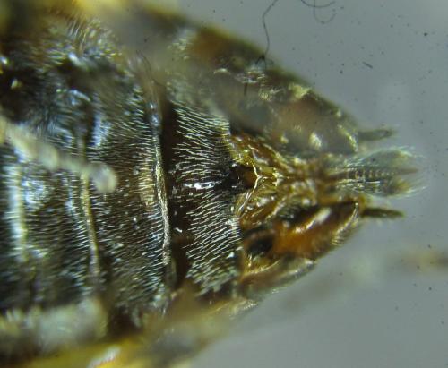 Réf. 249 339 : Pristiphora maesta