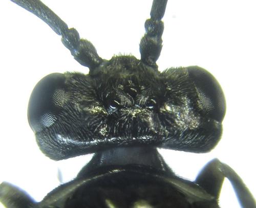 Réf. 249 560 : Empria liturata