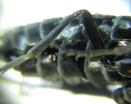 Réf. 249 601 : Empria basalis