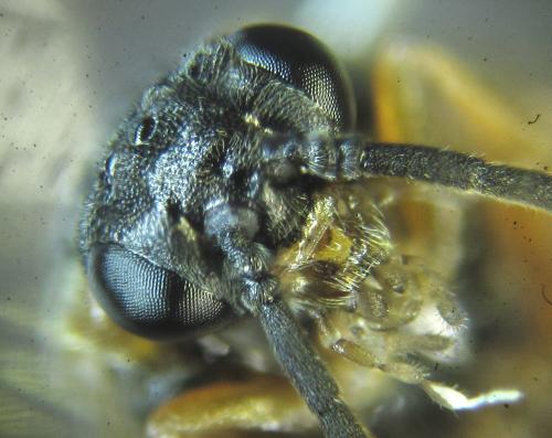 Réf. 249 763 : Pristiphora punctifrons