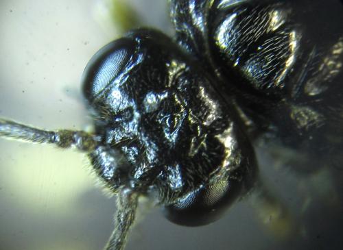 Réf. 249 817 : Monophadnus sp.