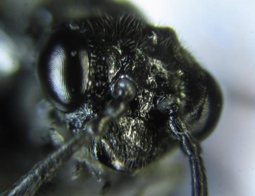 Réf. 249 833 : Monophadnus sp.