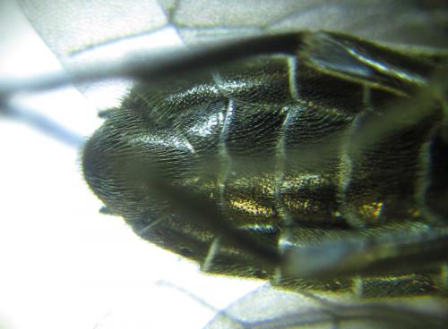 Réf. 249 977 : Empria pallimacula