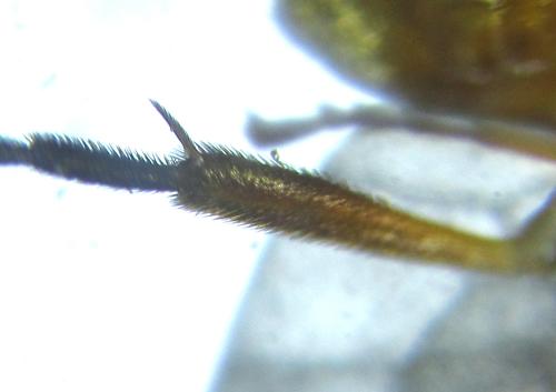 Réf. 249 012 : Euura gracilidentata