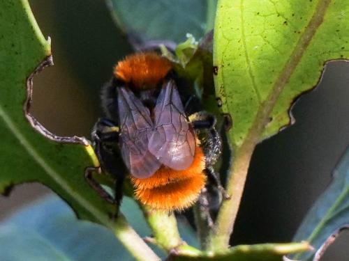 Andrena fulva