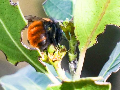Andrena fulva