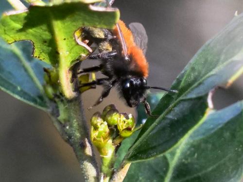 Andrena fulva