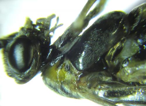 Réf. 249 314 : Pristiphora maesta