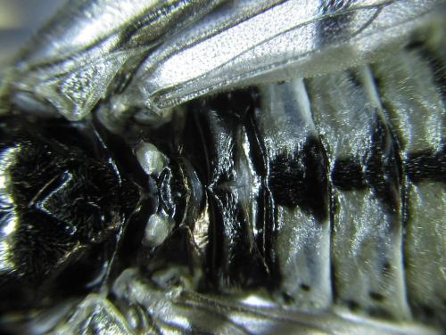 Empria liturata