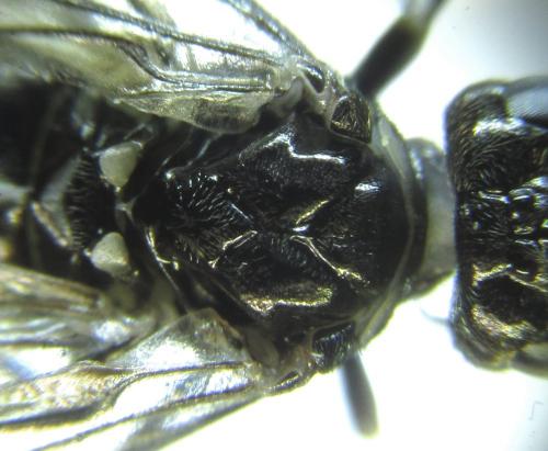 Réf. 249 602 : Empria basalis