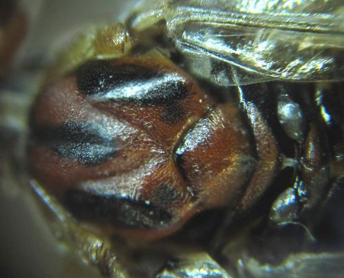 Réf. 249 704 : Euura longiserra