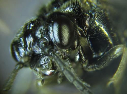 Réf. 249 818 : Monophadnus sp.