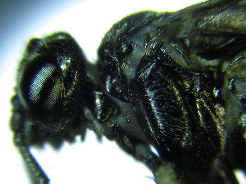 Réf. 249 834 : Monophadnus sp.