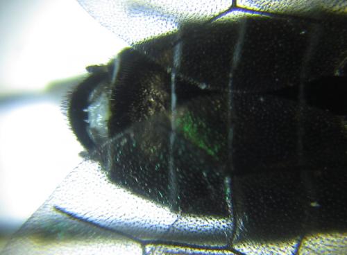 Empria pallimacula