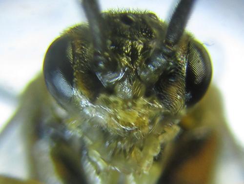 Réf. 249 013 : Euura gracilidentata