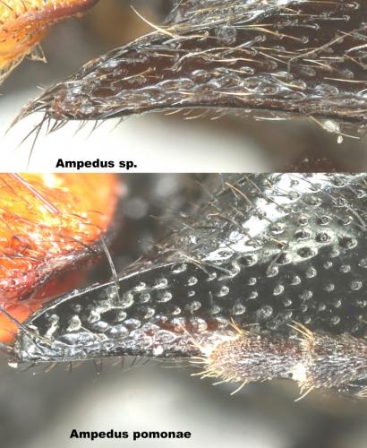 Ampedus sp.