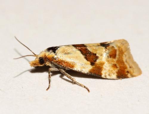 Réf. 249 098 : Aethes cnicana