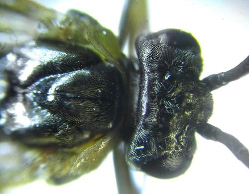 Réf. 249 315 : Pristiphora maesta