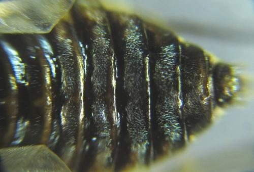 Réf. 249 341 : Pristiphora maesta
