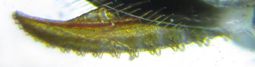 Empria liturata