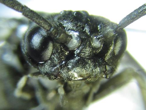 Réf. 249 603 : Empria basalis