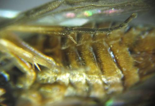 Réf. 249 765 : Pristiphora punctifrons