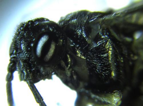Réf. 249 835 : Monophadnus sp.