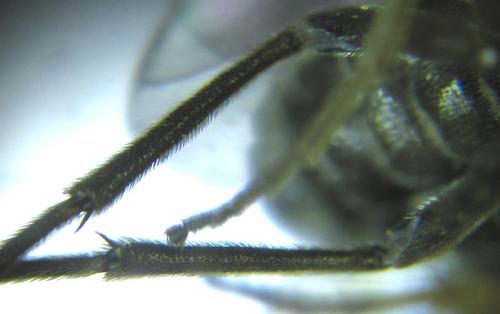 Empria pallimacula