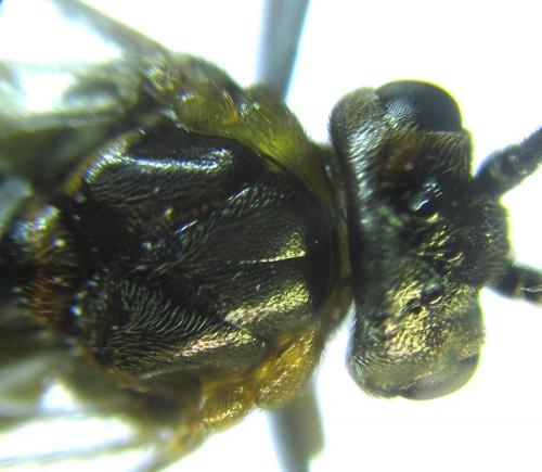 Réf. 249 014 : Euura gracilidentata