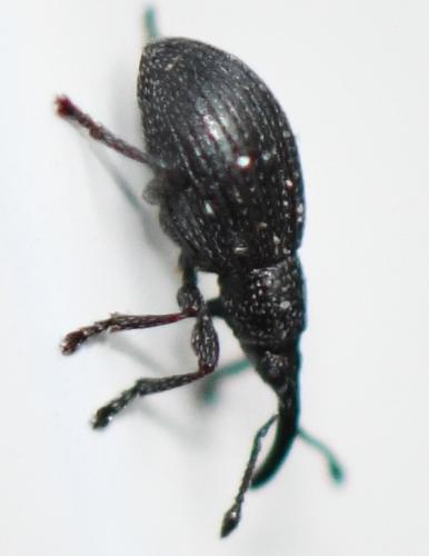Réf. 249 496 : Apioninae inconnu