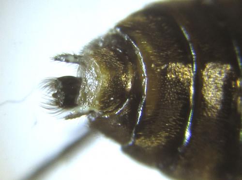 Réf. 249 316 : Pristiphora maesta