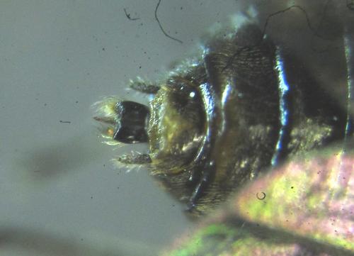 Réf. 249 342 : Pristiphora maesta