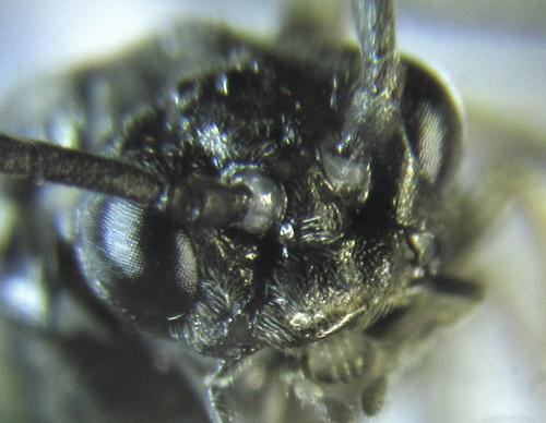 Réf. 249 604 : Empria basalis