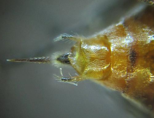Réf. 249 706 : Euura longiserra