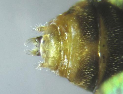 Réf. 249 766 : Pristiphora punctifrons
