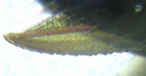 Réf. 249 820 : Monophadnus sp.