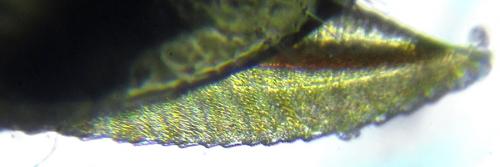 Monophadnus sp.