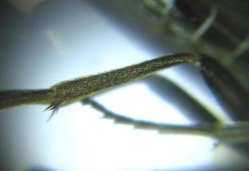 Réf. 249 980 : Empria pallimacula
