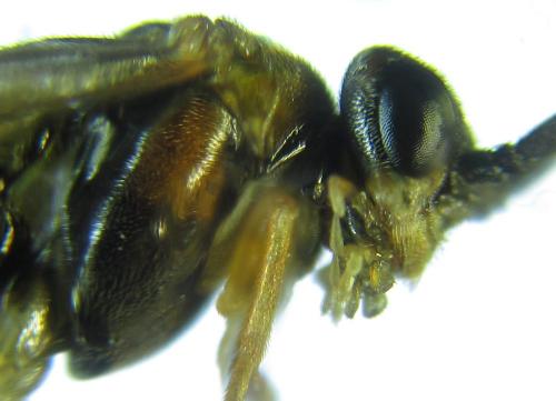 Réf. 249 015 : Euura gracilidentata