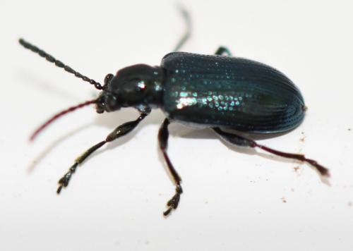 Oulema sp.
