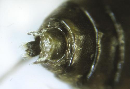 Réf. 249 317 : Pristiphora maesta