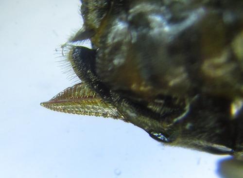 Réf. 249 343 : Pristiphora maesta