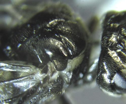 Réf. 249 605 : Empria basalis