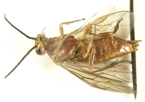 Réf. 249 707 : Euura longiserra